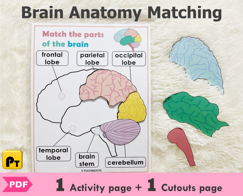 Brain Anatomy Matching Activity Printable Parts of the Human Etsy