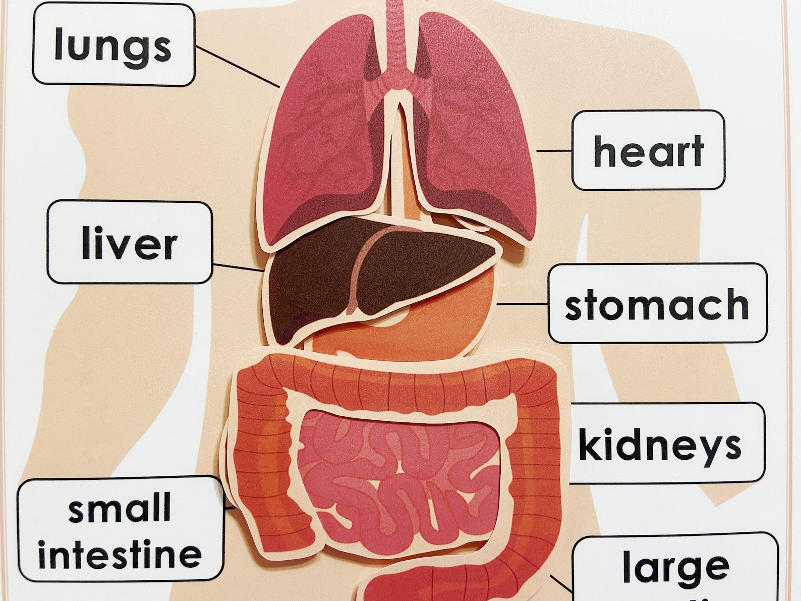 Buy Body Organs Matching Activity Printable for Kids, Human Anatomy ...