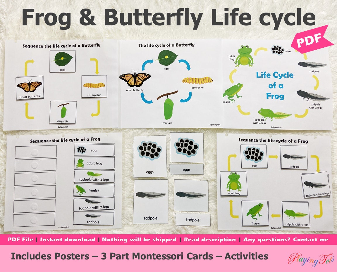 Frog and Butterfly Lifecycle Activities Printable for Kids, Montessori 21  Part Cards, Educational Printable, Homeschool Resource Pertaining To Butterfly Life Cycle Worksheet