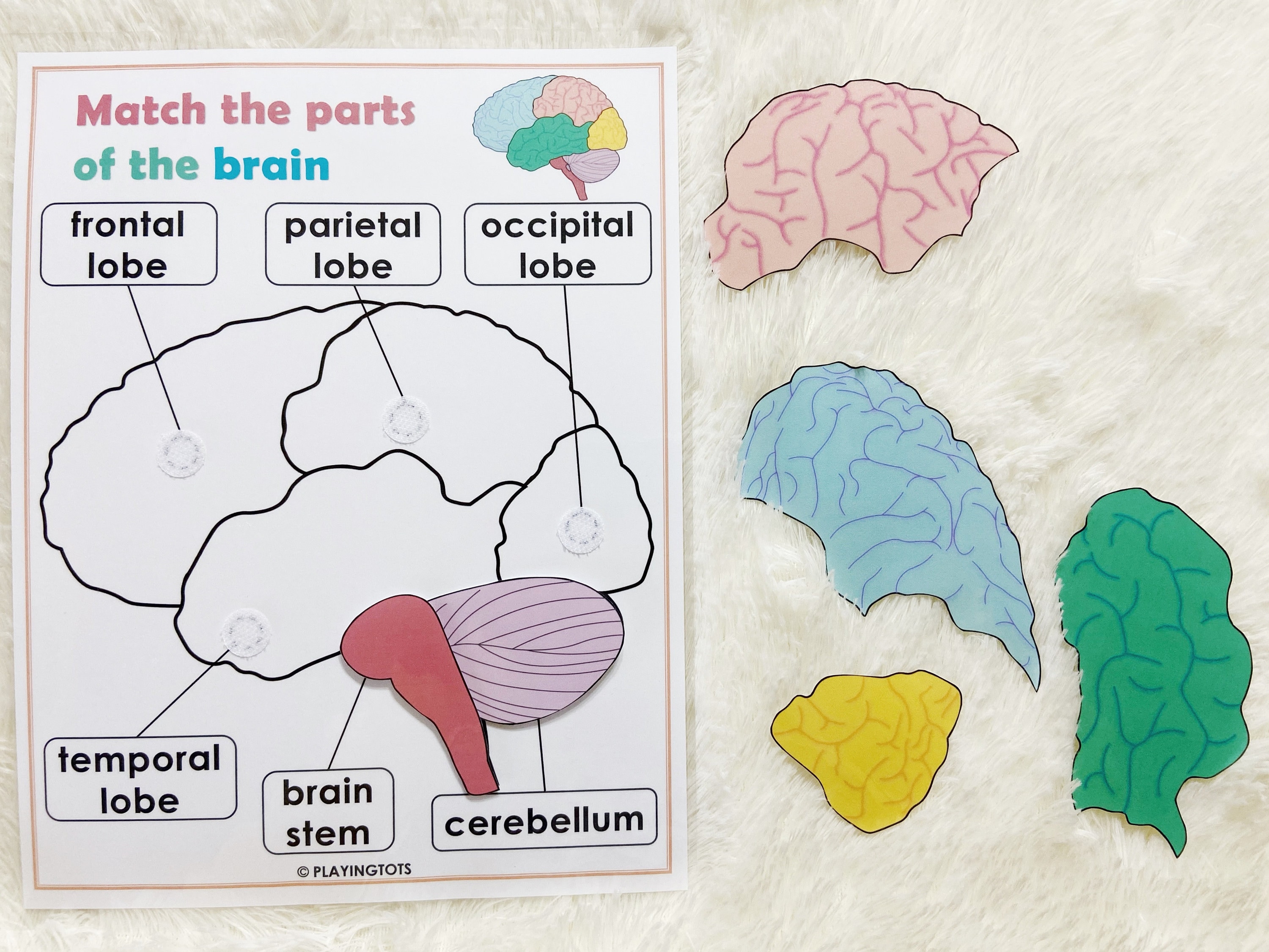 Brain Anatomy Matching Activity Printable Parts of the Human Etsy