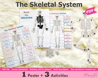 The Skeletal System Activity Printable, Human Anatomy Activity, Skeletal System Poster, Busy Books, Learning Binder, Homeschool Science