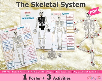 Utskrivbar aktivitet om skelettet, aktivitet om människans anatomi, poster om skelettet, böcker i full gång, lärpärm, hemundervisning i naturvetenskap