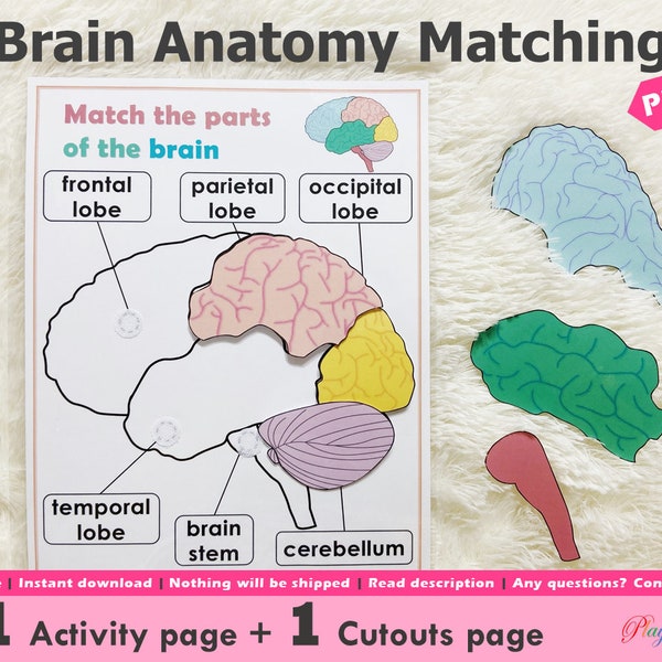 Hersenanatomie Matching activiteit afdrukbaar, delen van het menselijk brein, Homeschool Resource, educatieve afdrukbaar