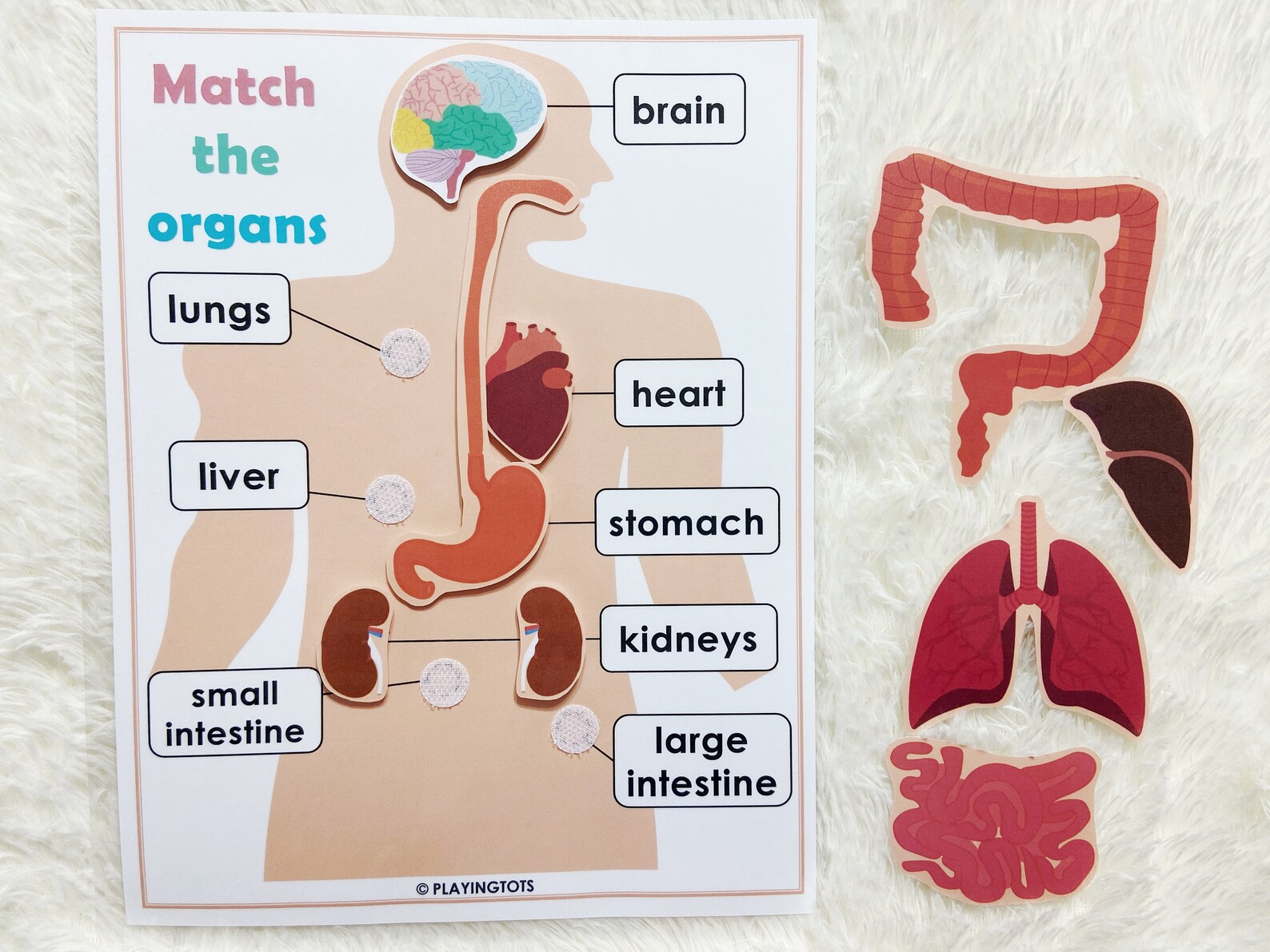 Body Organs Matching Activity Printable for Kids, Human Anatomy