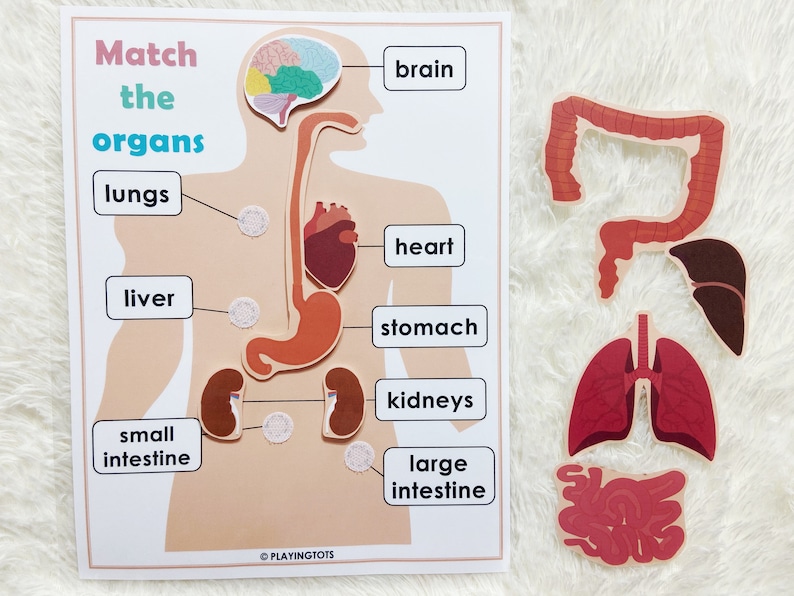 Buy Body Organs Matching Activity Printable for Kids, Human Anatomy ...
