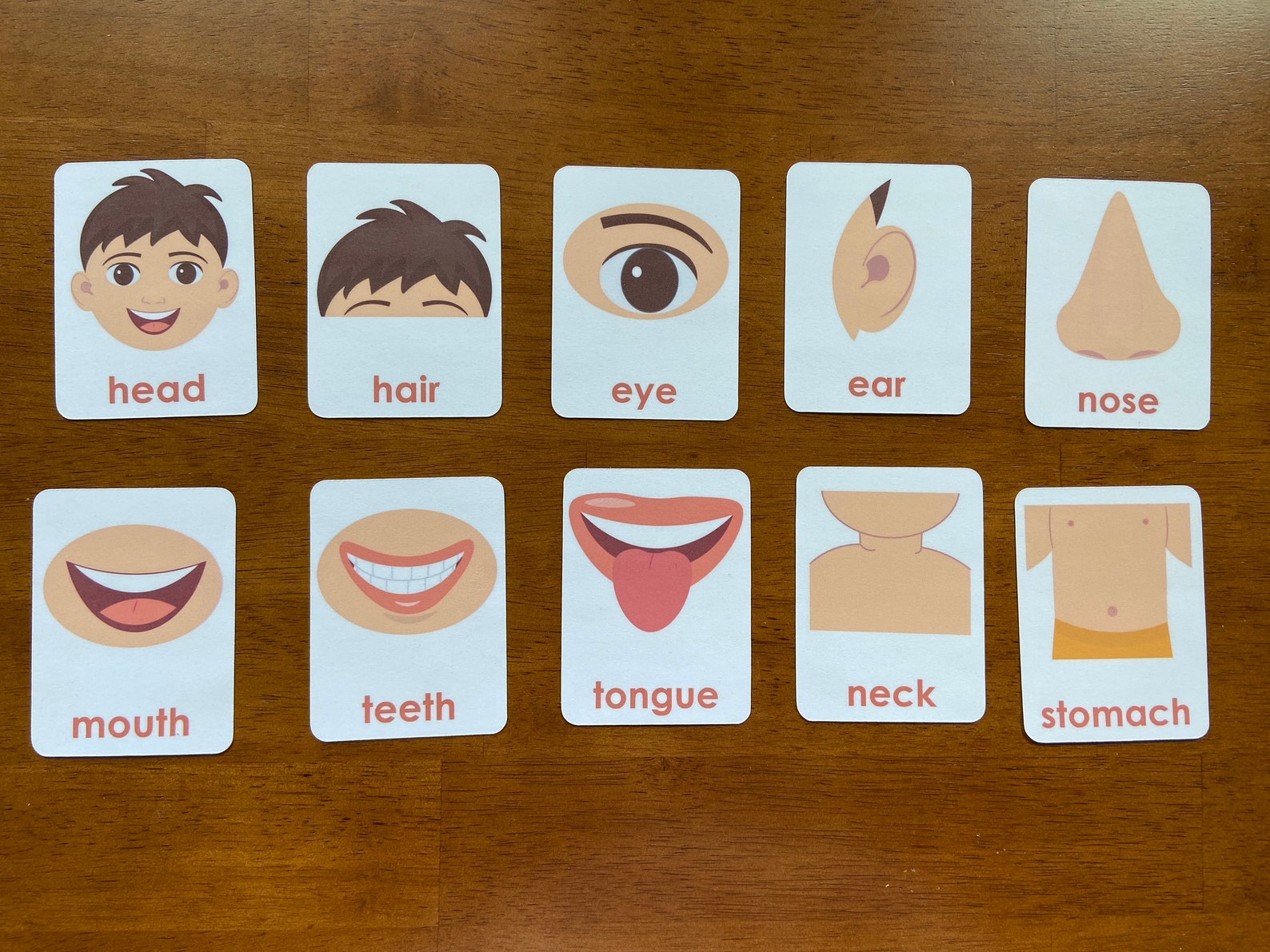 Laminated Body Parts Flashcards Fully Assembled Toddler Etsy