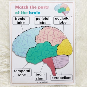 Brain Anatomy Matching Activity Printable Parts of the Human | Etsy
