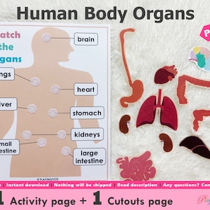 Körper Organe Passende Aktivität zum Ausdrucken für Kinder, Aktivitäten in der menschlichen Anatomie, Beschäftigte Bücher Seiten, Lernbinder Seiten, Homeschool Ressourcen