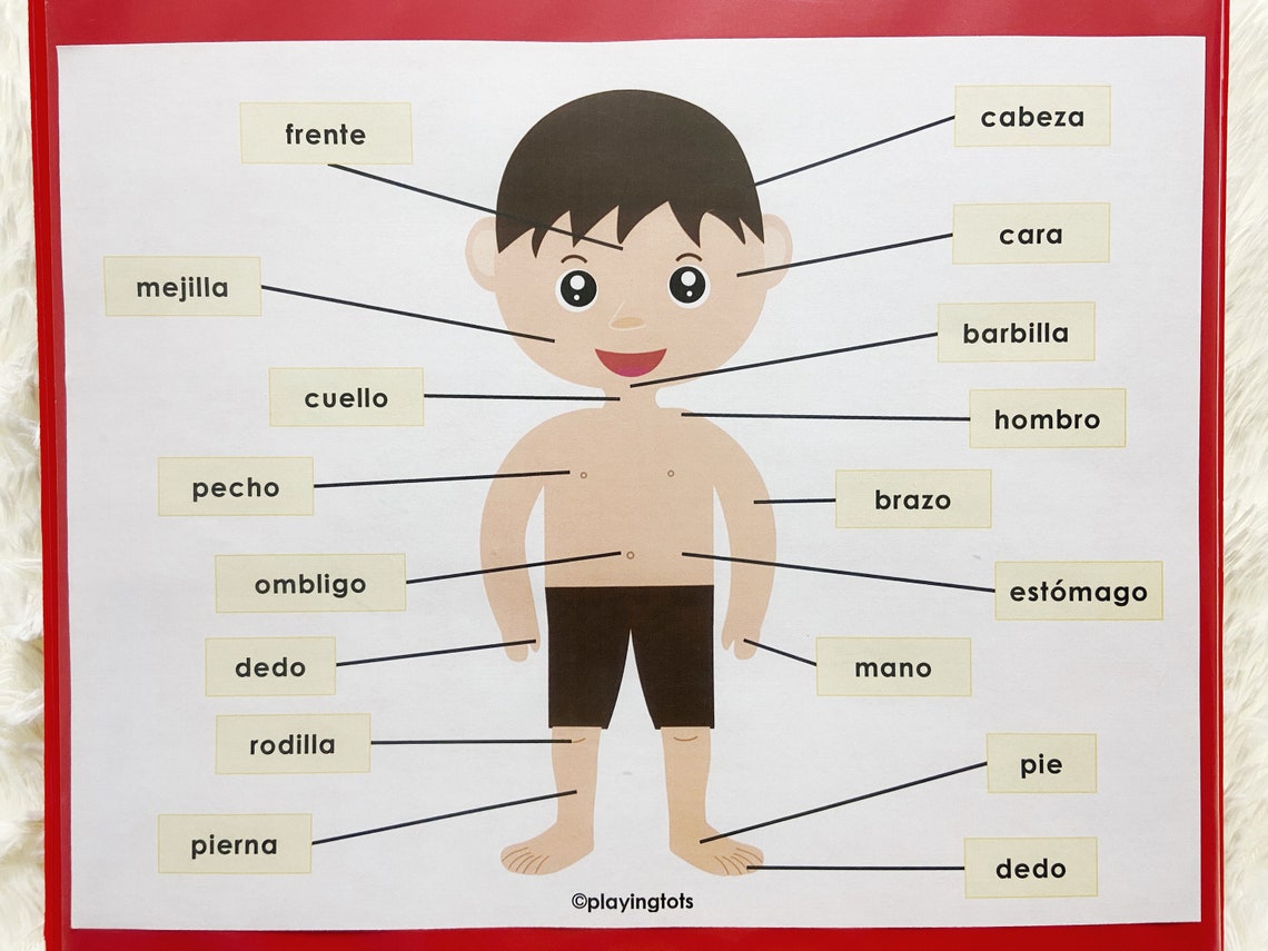 Body Parts Printable in Spanish Toddler Busy Books Activity Etsy