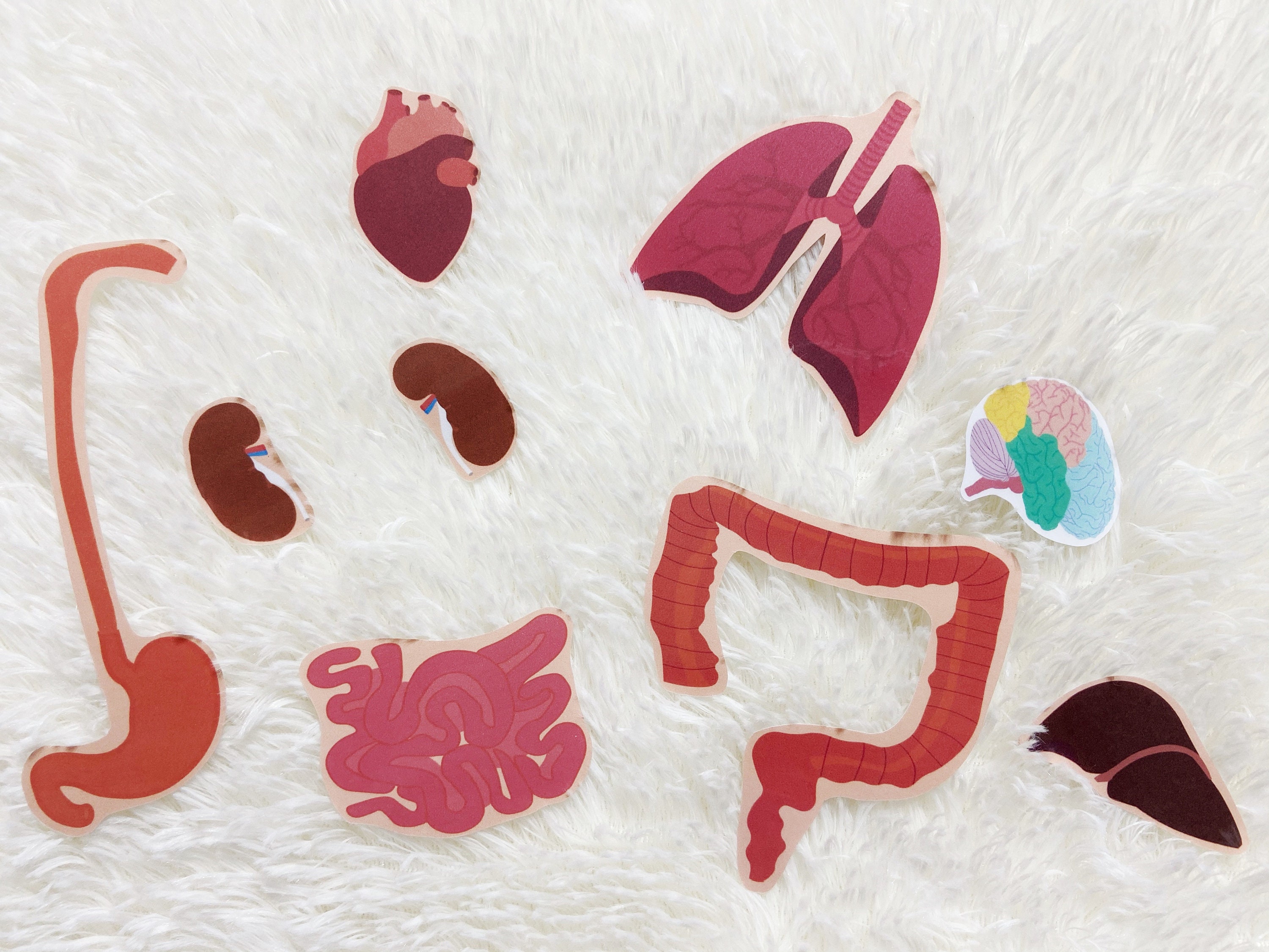 Buy Body Organs Matching Activity Printable for Kids, Human Anatomy ...