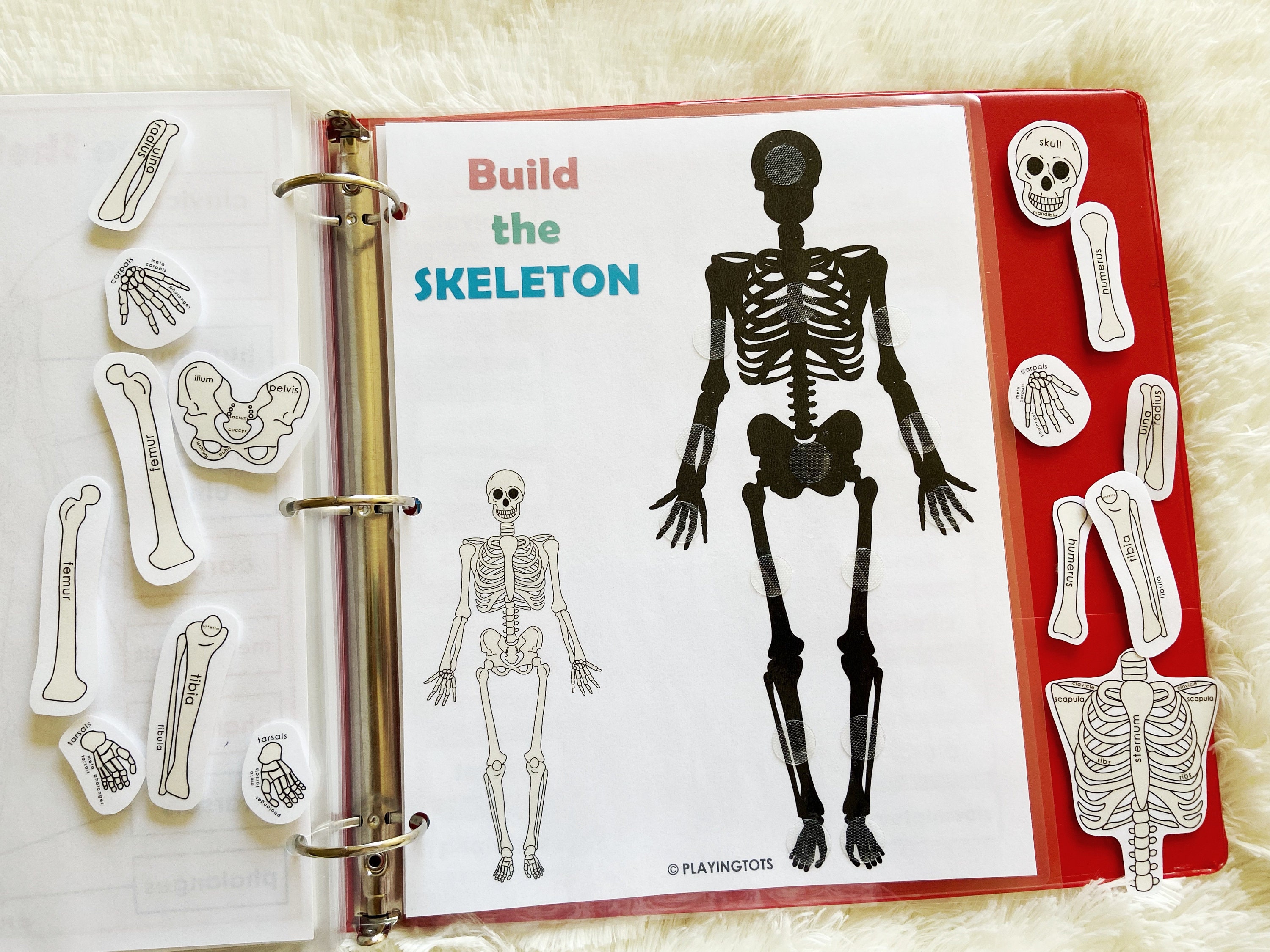 The Skeletal System Activity Printable, Human Anatomy Activity ...