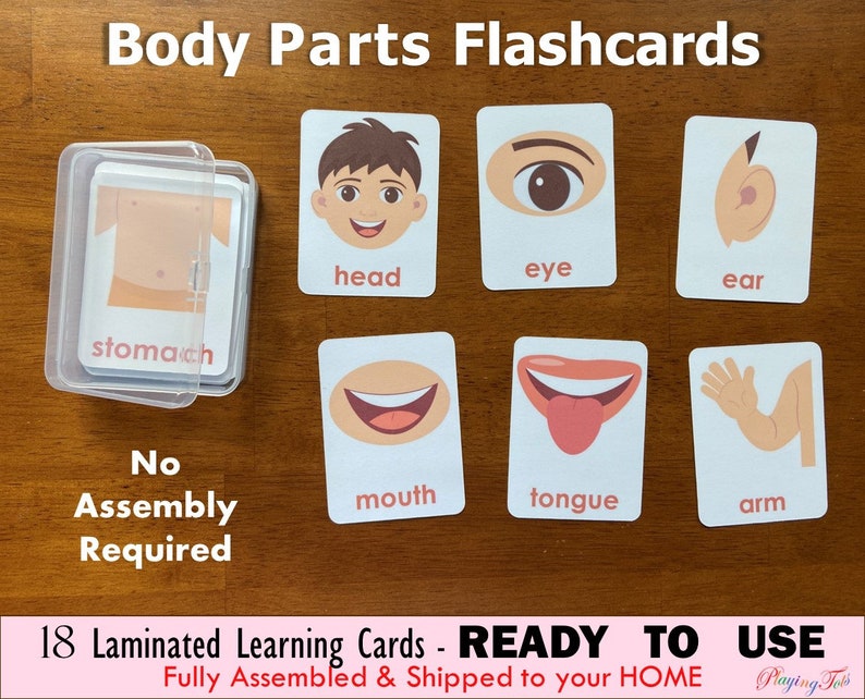 Laminated Body Parts Flashcards Fully Assembled Toddler Etsy