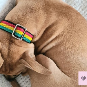 May include: A brown dog wearing a black, red, yellow, and green striped dog collar with a silver buckle.