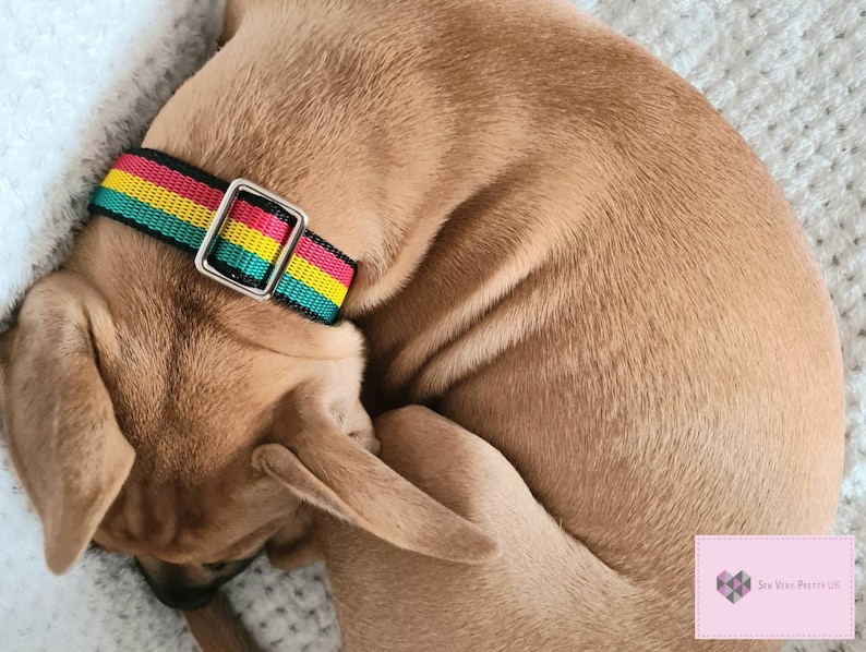 May include: A brown dog wearing a black, red, yellow, and green striped dog collar with a silver buckle.