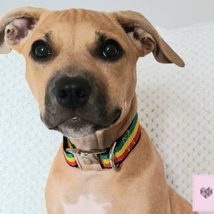 May include: A brown and tan dog with a green, yellow, and red striped collar. The dog is looking directly at the camera.