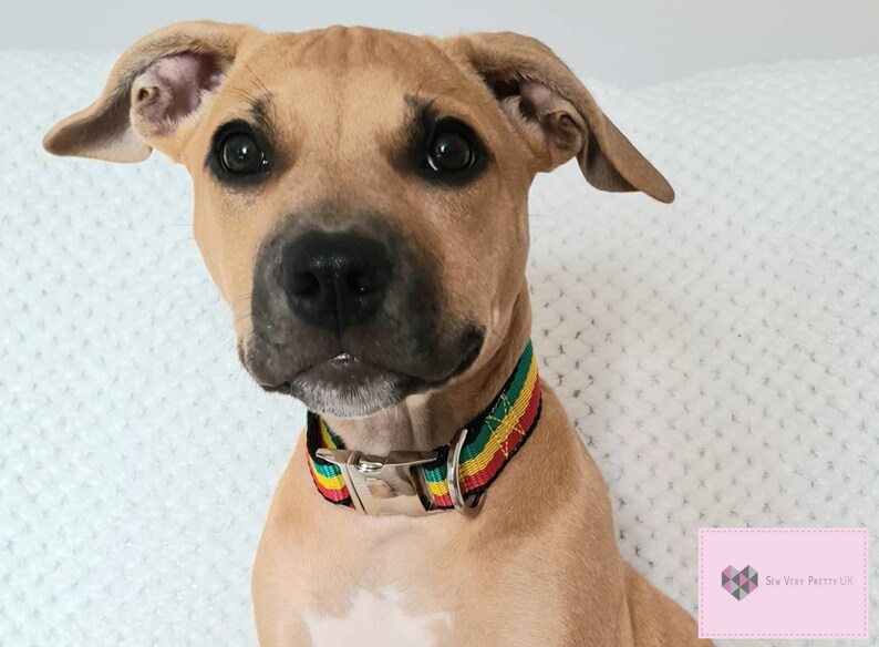 Jamaican/rastafarian/rastafari/rasta/reggae Dog Collar Custom Etsy UK