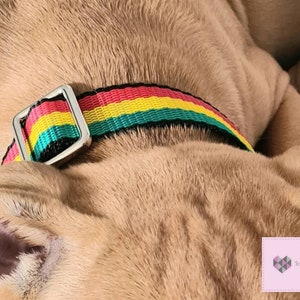 May include: A close-up of a dog wearing a black, green, yellow, and red striped dog collar with a silver buckle. The collar is made of webbing.