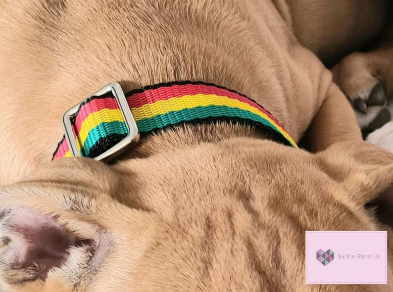 May include: A close-up of a dog wearing a black, green, yellow, and red striped dog collar with a silver buckle. The collar is made of webbing.