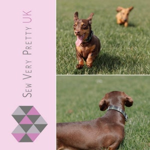 Puede incluir: Dos Dachshunds marrones corriendo y jugando en un campo de hierba. El perro en primer plano mira a la c&aacute;mara con la lengua fuera. El perro en el fondo est&aacute; corriendo lejos de la c&aacute;mara. Ambos perros llevan collares.