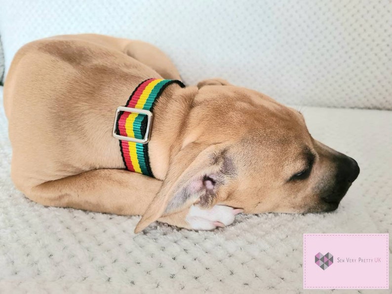 May include: A brown and white puppy dog is lying on a white fluffy surface. The dog is wearing a black and green striped collar with a silver buckle. The collar has red, yellow, and green stripes.