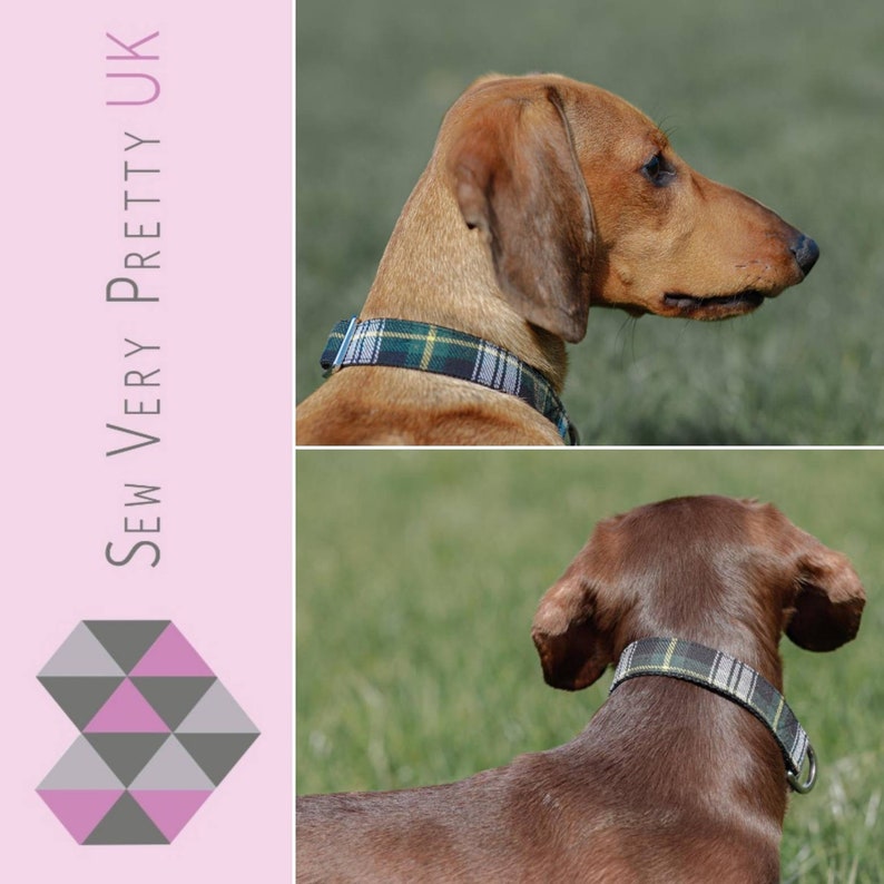 Puede incluir: Dos Dachshunds con collares de perro de tart&aacute;n verde, negro y amarillo. Los collares tienen una hebilla plateada. Los perros est&aacute;n en un campo de hierba.