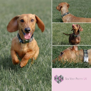 Puede incluir: Un collage de cuatro im&aacute;genes con un perro salchicha que lleva un collar de tart&aacute;n verde y negro. El perro se muestra corriendo, tumbado y mirando hacia arriba. La imagen tambi&eacute;n incluye el texto "Sew Very Pretty UK".