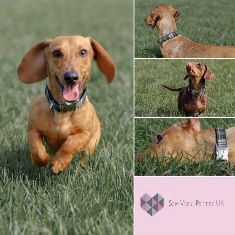 Puede incluir: Un collage de cuatro im&aacute;genes con un perro salchicha que lleva un collar de tart&aacute;n verde y negro. El perro se muestra corriendo, tumbado y mirando hacia arriba. La imagen tambi&eacute;n incluye el texto "Sew Very Pretty UK".