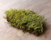Live Flat Carpet Sheet Moss Suitable for Terrarium