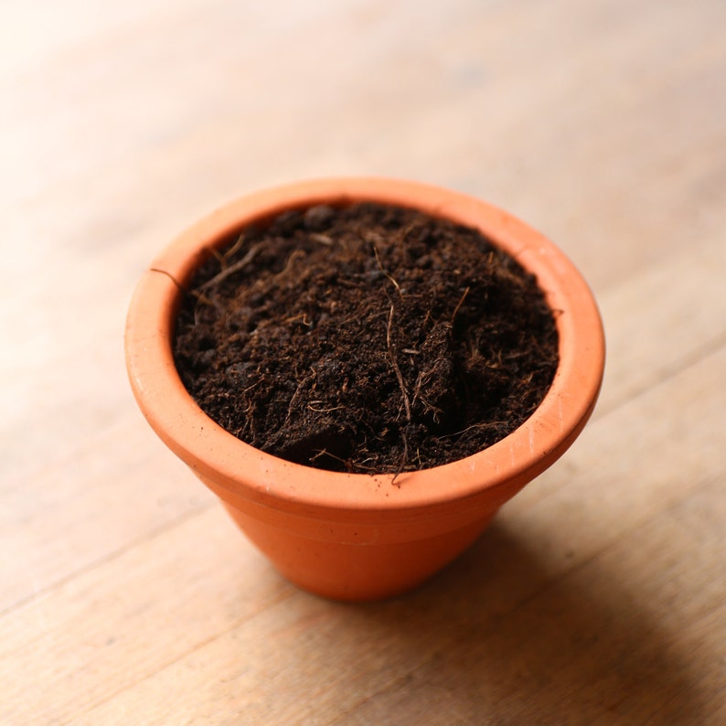 Soil for House Plants Suitable for Terrariums Etsy