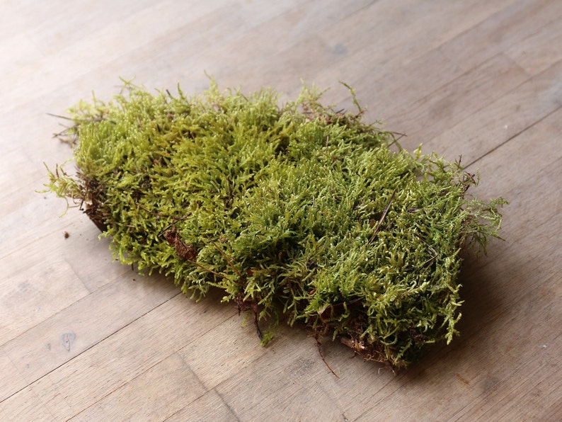 Live Flat Carpet Sheet Moss Suitable For Terrarium Etsy