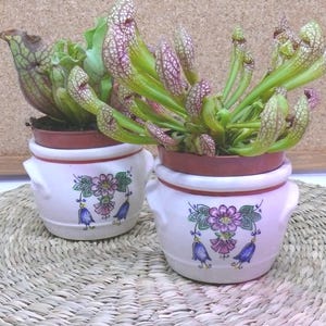 Può includere: Due piante carnivore in vaso con foglie e fiori verdi e viola macchiati. Le piante sono in vasi di ceramica bianca con manici e disegni floreali. I vasi poggiano su un tappetino intrecciato.
