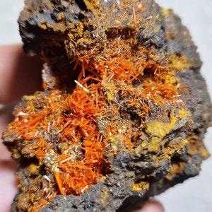 Könnte beinhalten: Eine raue, dunkelbraune Felsformation mit leuchtend orangefarbenen Kristallansammlungen. Die Kristalle sind nadelförmig und dicht gepackt, was einen auffälligen Kontrast zur dunkleren, strukturierten Matrix bildet. Gelbliche Farbtöne sind ebenfalls vorhanden.