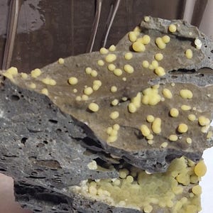 Peut inclure: Un morceau de roche gris foncé à la texture rugueuse, parsemé de petites formations arrondies jaunes. Certaines des formations jaunes sont regroupées. La roche présente une zone brun clair. L'aspect général suggère un spécimen minéral naturel.