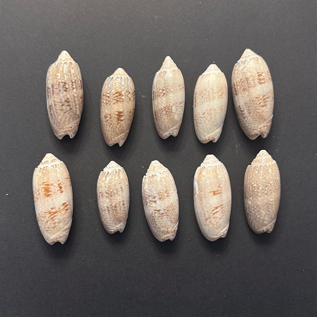 10 Olive Shells From SWFL - Etsy