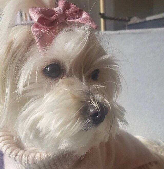 Dog hair elastics hotsell