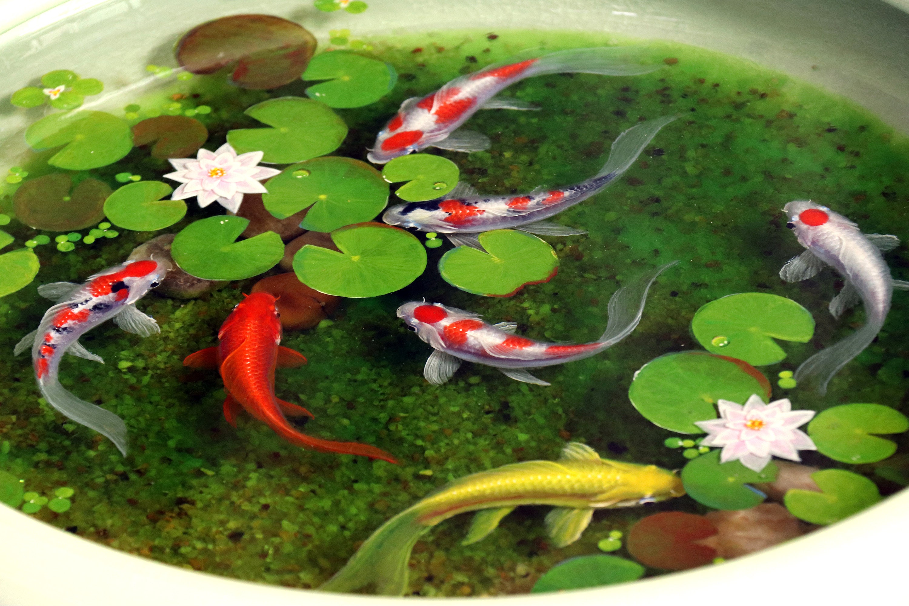 Diy 3d Goldfish Painting With Resin Stickers Koi Pond - Temu