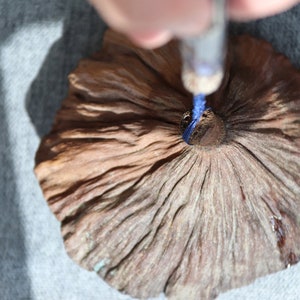 May include: A close-up of a dried, brown, textured, flower-shaped object with a blue string attached to the center.