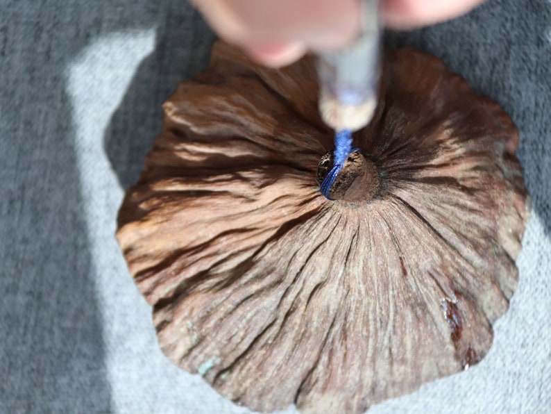 May include: A close-up of a dried, brown, textured, flower-shaped object with a blue string attached to the center.