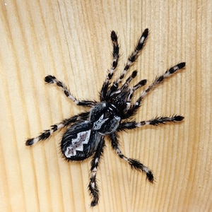 Araignée de peinture de résine 3D, peinture d'araignée, artisanat d'araignée, cadeaux d'araignée, peinture d'art, art de collection, décoration d'art, cadeau de peinture