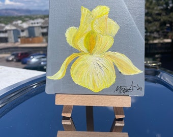 Mini yellow iris