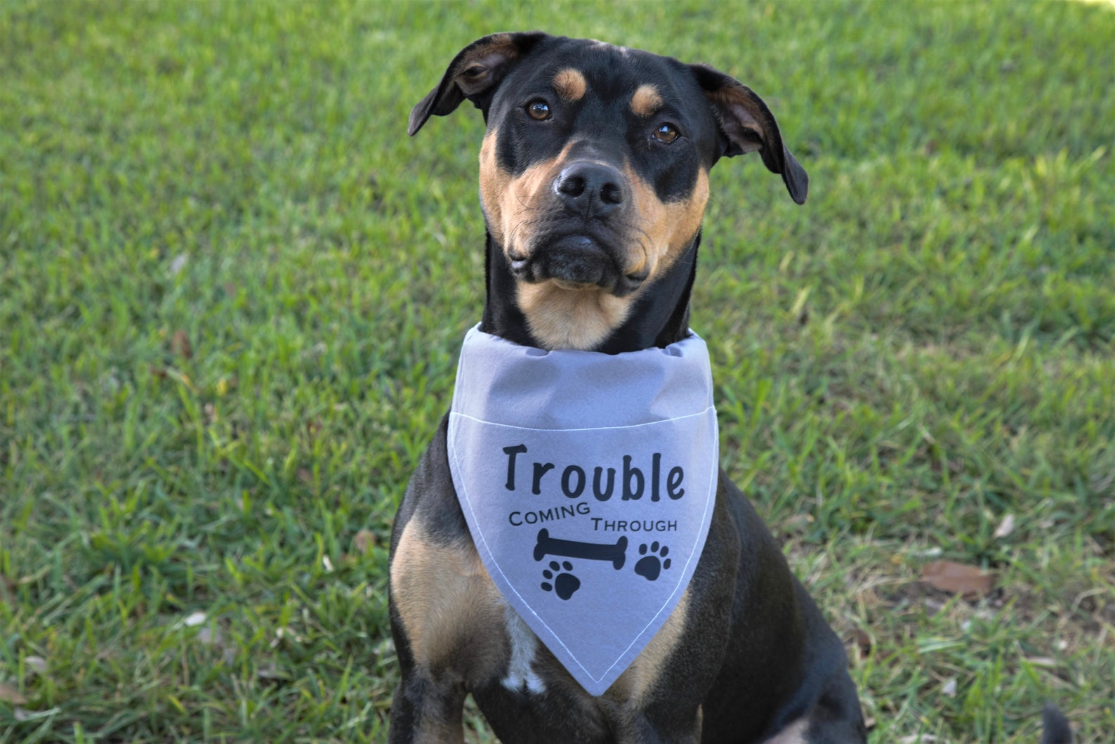 Funny Dog Bandana Over the Collar Dog Bandana Bandana for Etsy