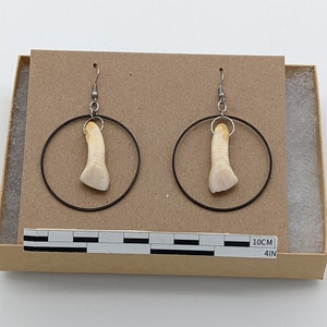 Authentic 1700s cow tooth circle earrings from a Philadelphia privy dig J32 image 2