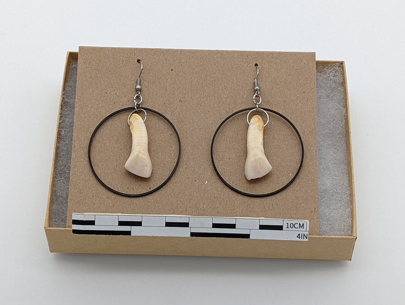 Authentic 1700s cow tooth circle earrings from a Philadelphia privy dig J32 image 2