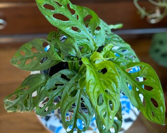 Monstera obliqua/Swiss cheese vine/house plant