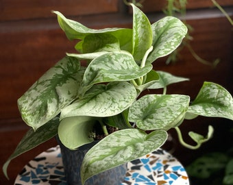 Scindapsus pictus trebie/Satin photos/House plant/New home gift