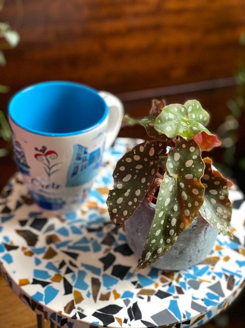 Baby begonia maculata/begonia polka dot/house plant/cute ...