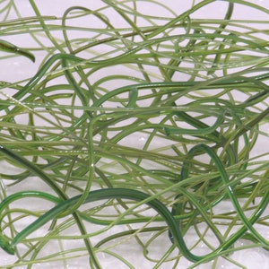 May include: An abstract image featuring a tangled mass of thin, green, and translucent strands. The strands are curved and intertwined, creating a dense, organic pattern. The color varies from light to dark green.