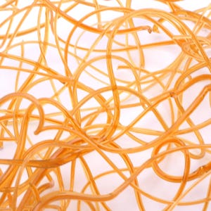 May include: A close-up of a tangled mass of thin, translucent, amber-colored cords. The cords are arranged in a random pattern, creating a web-like effect.