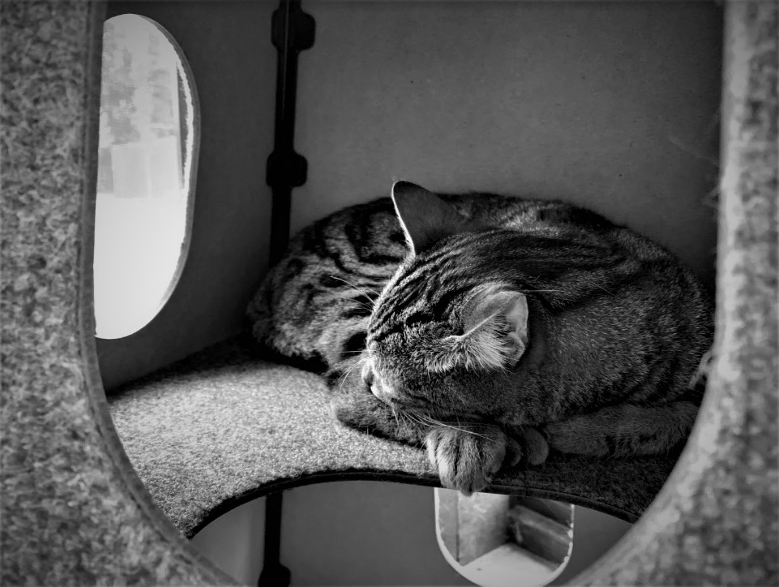 Cat Tree House Modern Cat Home Cat Tower Scratching Post Etsy