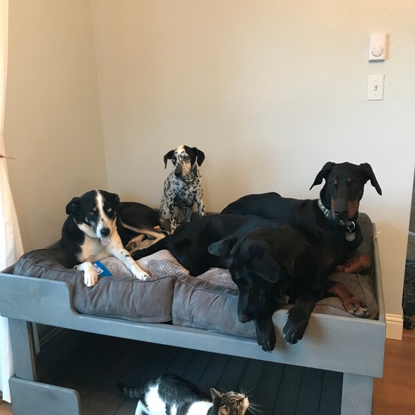 Dog Bunk Bed Etsy